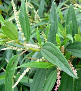 長苞鳶尾蘭 長苞鳶尾蘭