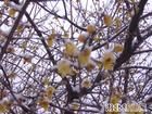 湖北山梅花