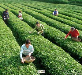 湖北紅安火連畈茶場