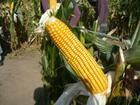 玉米