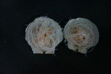 蒜蓉冬粉蒸圓貝