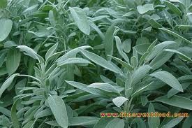 裂瓣鼠尾 裂瓣鼠尾