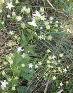 柳葉蛇根草 柳葉蛇根草