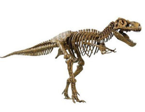 微型霸王龍 微型霸王龍