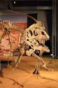 非洲獵龍 非洲獵龍