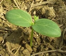 第一片葉 第一片葉