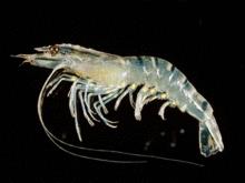 豪山水產品—斑節對蝦