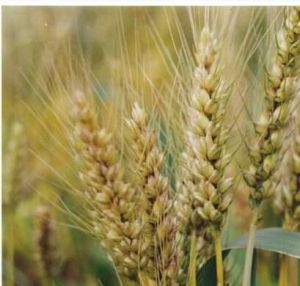 淮麥二五 淮麥二五