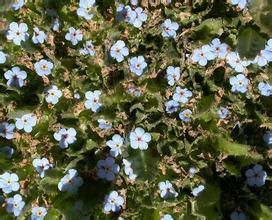 光果微孔草 光果微孔草