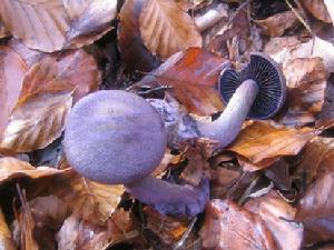 紫絲膜菌 紫絲膜菌