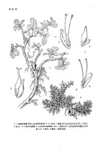 扇葉墊柳 扇葉墊柳