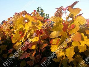 中華紅霞楊 中華紅霞楊