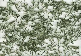 狗狜腦茶 狗狜腦茶