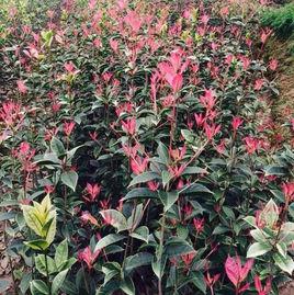 國色天香桂 國色天香桂