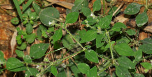 捲毛新耳草 捲毛新耳草