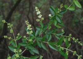 四川苦丁茶 四川苦丁茶