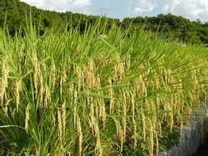 豐優絲苗 豐優絲苗