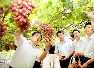 河北邯鄲永年葡萄基地 河北邯鄲永年葡萄基地