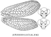 大草蛉的翅和頭斑