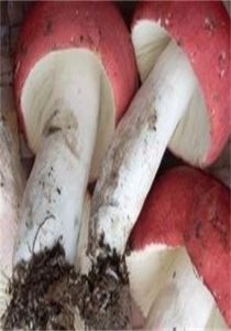 密褶紅菇 密褶紅菇