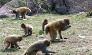 山西曆山國家級自然保護區