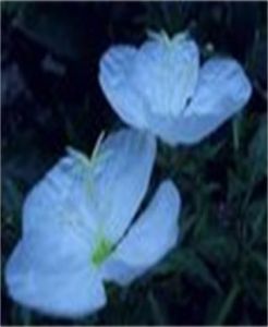 厚葉花旗桿 厚葉花旗桿