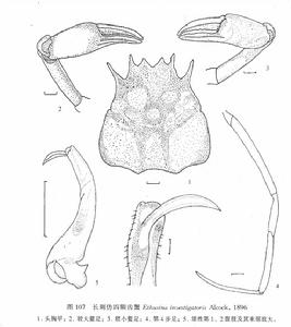 長刺仿四額齒蟹