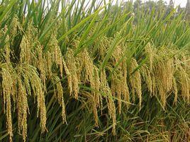 荃優絲苗 荃優絲苗