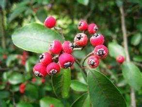 牛筋條屬 牛筋條屬