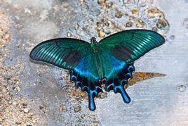 中華翠鳳蝶 中華翠鳳蝶