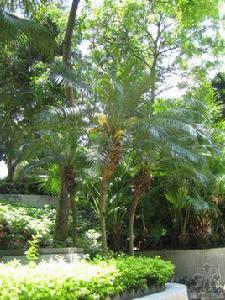 美麗珍葵 美麗珍葵