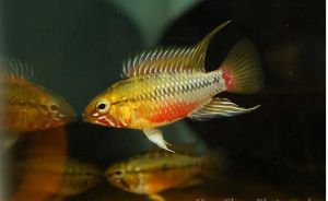 畸鬥魚屬 畸鬥魚屬