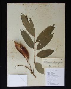 粉葉腫莢豆 粉葉腫莢豆