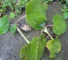 紅螞蝗七 紅螞蝗七