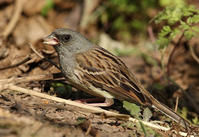 灰頭鵐指名亞種