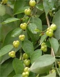 閉花木屬 閉花木屬