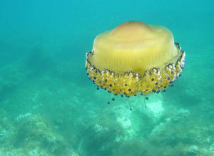 蛋黃水母