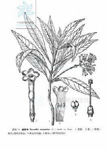 印度蛇根草 印度蛇根草