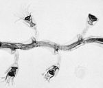 藪枝螅水母屬 藪枝螅水母屬