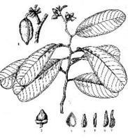 上思瓜馥木 上思瓜馥木