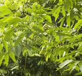 雲南異木患 雲南異木患