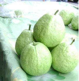 粵引珍珠番石榴 粵引珍珠番石榴