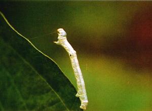 棉花大造橋蟲 棉花大造橋蟲