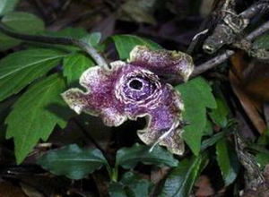 台灣細辛 台灣細辛