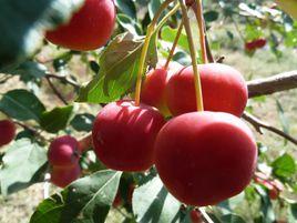 府谷海紅果 府谷海紅果