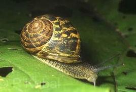 散大蝸牛 散大蝸牛