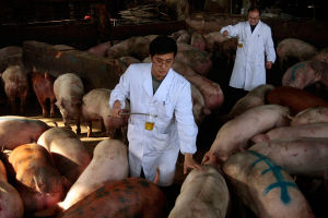 南京疑含瘦肉精生豬接受尿檢
