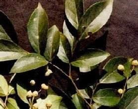 灰葉安息香 灰葉安息香