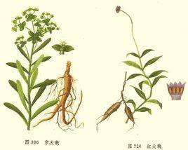 峻下逐水 峻下逐水