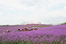 忻城薰衣草莊園圖冊